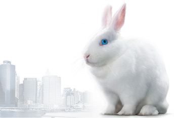 Акция  «SofLens» (Софленс) «Следуй за белым кроликом»