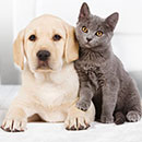 Конкурс  «Royal Canin» (Роял Канин) «Kitten&Puppy College»
