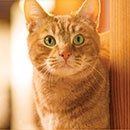 Акция  «Friskies» (Фрискис) «Ваш солнечный кот в дом уют принесет!»