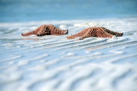 Фотоконкурс National Geographic: «В океане свободы и радости»