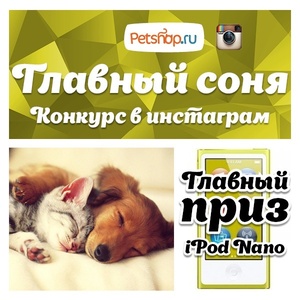 Фотоконкурс Petshop.ru: «Главный соня»
