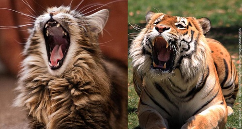 Фотоконкурс WWF: "Мой кот как тигр"