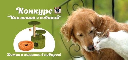 Фотоконкурс  «Petshop.ru» «Как кошка с собакой»