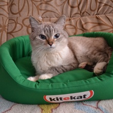 Софа для кота от Kitekat