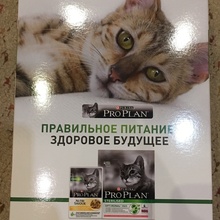 Корм для кошки от Pro Plan (Про План): «Про маленьких» (2016)