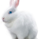 Акция  «SofLens» (Софленс) «Следуй за белым кроликом»