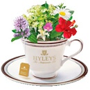 Фотоконкурс чая «Hyleys» (Хэйлис) «Весеннее настроение с натуральным чаем HYLEYS»