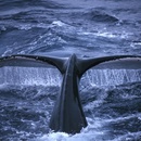 Викторина "Всемирный день китов" от газеты Аргументы и Фактф