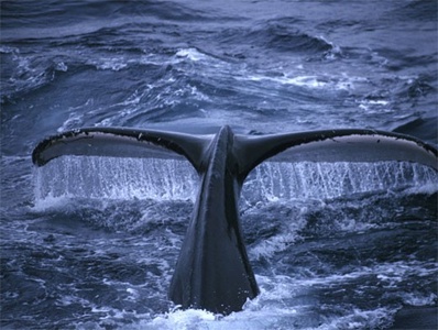 Викторина "Всемирный день китов" от газеты Аргументы и Фактф