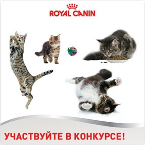 Конкурс  «Royal Canin» (Роял Канин) «Один день из жизни животного»