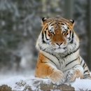 Фотоконкурс «Природа и животные России»