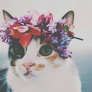 Фотоконкурс Wday.ru: "Кошки в моде"