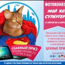 Фотоконкурс  «Чистые лапки» «Мой кот супергерой»