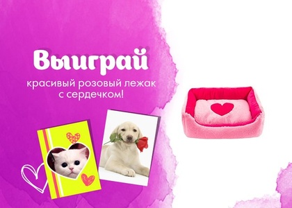 Petshop.ru - фотоконкурс "Выиграйте красивый розовый лежак"