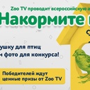 Zoo TV -«Накормите птиц».