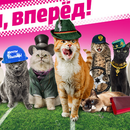 Конкурс Media Markt: «Коты, вперёд!»