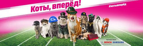 Конкурс Media Markt: «Коты, вперёд!»