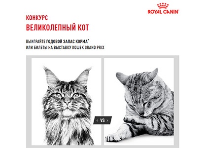 Конкурс  «Royal Canin» (Роял Канин) «Великолепный кот»