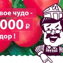 Малиновое чудо-100000р за помидор