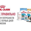 Акция Royal Canin: «Начните правильно с Royal Canin. Котята и щенки 2019»