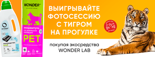 Акция Wonder Lab и Бетховен, Перекресток: «Полосатый рейс»