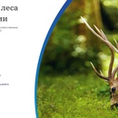 Акция  «Zewa» (Зева) «Сохраняйте леса России вместе с нами»