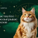 Акция Cattera и Food.ru: «Cattera»
