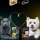 Акция Sheba, Cesar, Купер: «Дарите любовь со вкусом»