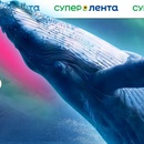 Лента, Выиграйте семейный тур в Териберку