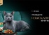 Акция  «Sheba» (Шеба) «Проведите изысканный вечер вместе»