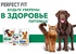 Акция  «Perfect Fit» (Перфект Фит) «Будьте уверены в здоровье питомца»