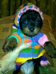 Tishka