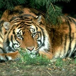 Tork