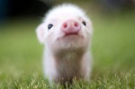 Boar