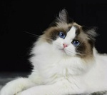 valya2011