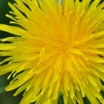 dandelion