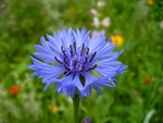 ls
