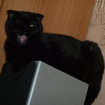 Tigra_