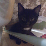 Babetta
