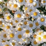 Romarise