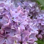 lilac