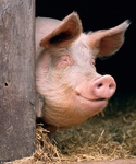 MoscowPig