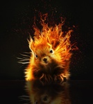 Fire_belka