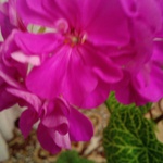 1marina_arkhipova