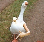 nikitozzz