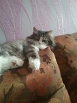 Tanya_Black_Cat