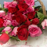 Anna81S