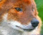 RedWolf