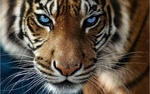 Alexandr_