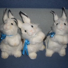 Кролики Bausch&Lomb от Bausch&Lomb